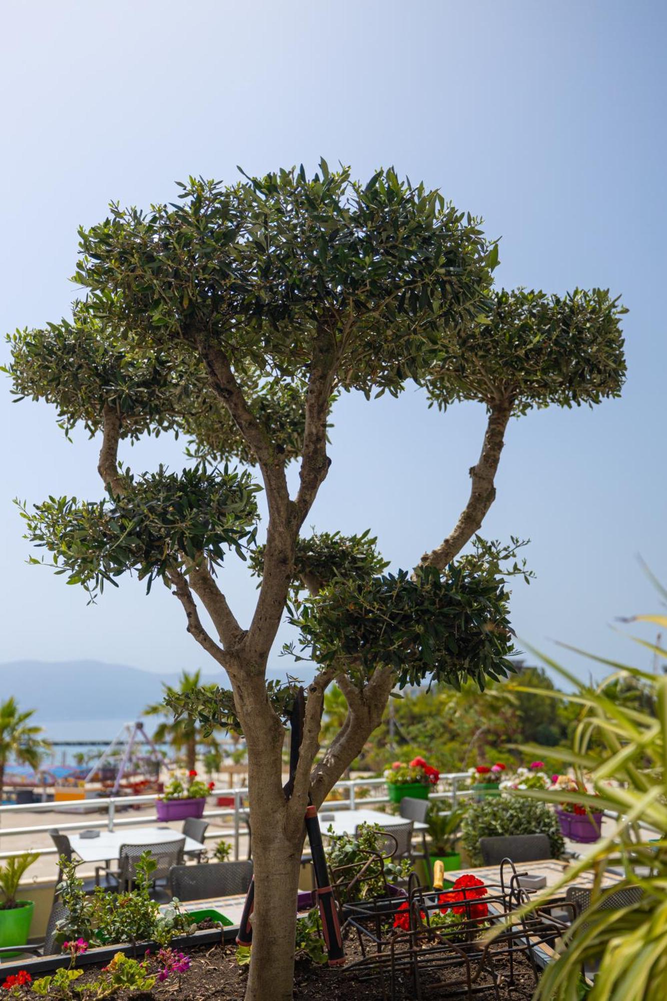 Veranda Boutique Hotel Vlorë Eksteriør billede